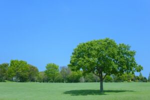 ネイチャーポジティブとは？経済的影響や自治体や企業の取り組み事例を解説